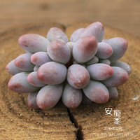 婴儿手指特价韩国进口盆栽多肉植物安蜀黍的花园实物拍摄现货新品_250x250.jpg