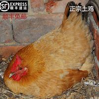 三峡农家山林散放养土鸡母鸡正宗自养走地鸡孕妇月子鸡顺丰免邮_250x250.jpg