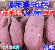 山东 新鲜生红薯 紫薯有机板栗红薯红皮白心红薯番薯地瓜农家自种