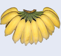 新鲜香蕉水果无催熟剂特产绿色食品米蕉非海南皇帝蕉 5斤包邮_250x250.jpg
