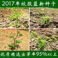 陕西平利五叶七叶绞股蓝新种子50克2017年精选种子出苗95% 以上_250x250.jpg