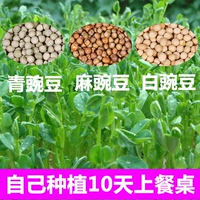 豌豆种子 芽苗菜纸上种菜无土栽培四季专用蔬菜种子小豌豆苗种子_250x250.jpg