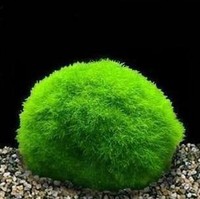绿藻球绿球藻爱情藻球水晶虾水草9.9包邮免运费水草_250x250.jpg