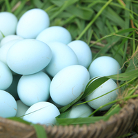 高受精率纯种五黑鸡种蛋五黑一绿种蛋绿壳种蛋受精蛋包邮_250x250.jpg