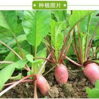 特价家庭蔬菜  阳台蔬菜 水萝卜 满十元包邮_250x250.jpg