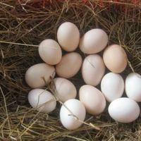 农家散养土鸡蛋月子鸡蛋1.5元/枚_250x250.jpg