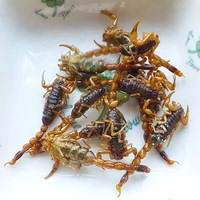 油炸蝎子野生全蝎子特产零食美容养生小吃活蝎子现做包邮 20只_250x250.jpg