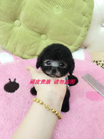 韩国纯种银灰色泰迪贵宾宠物狗狗活体茶杯幼犬出售_250x250.jpg