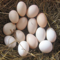 土鸡种蛋受精蛋农家散养可孵化受精鸡蛋种鸡蛋农家受精蛋种蛋包邮_250x250.jpg
