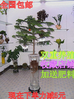 包邮盆栽植物 南洋杉盆栽圣诞树 会场 厅堂及室内的美化 高雅美丽_250x250.jpg
