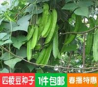 四棱豆种子 菜四角豆 菜豆角 浑身是宝 绿色健康蔬菜 春播 包邮_250x250.jpg