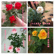 大花月季花苗浓香型室内盆栽藤本月季卡罗拉玫瑰花苗月季花 带花
