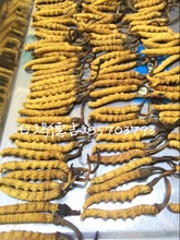西藏拉萨直发，西藏那曲冬虫夏草，1000条一斤，2根一克