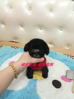 韩国进口灰色泰迪纯种茶杯犬宠物狗狗幼犬活体出售_250x250.jpg