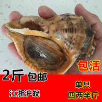 海鲜水产鲜活大海螺地笼海螺 大海螺鲜活 超大海螺鲜活 包邮250g_250x250.jpg