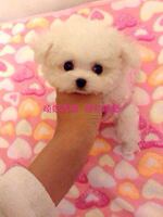 韩国纯种纯白色泰迪贵宾宠物狗狗活体茶杯幼犬出售_250x250.jpg