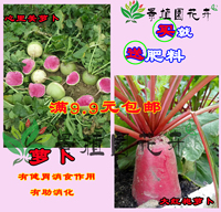 阳台田园四季种植蔬菜 水果萝卜种子 白萝卜 红萝卜抗热种子包邮_250x250.jpg