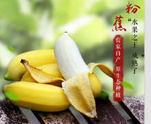 高州米蕉 新鲜水果粉蕉/小米蕉/香蕉/芭蕉非海南皇帝蕉banana 5斤