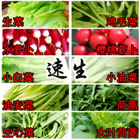 速生蔬菜种子小白菜鸡毛菜空心菜油麦菜水萝卜樱桃萝卜阳台包邮_250x250.jpg