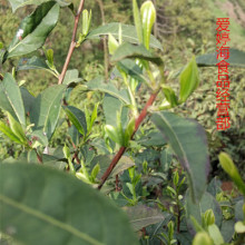 绿茶2016年新茶明前特级茶安徽合肥特产茶白云春毫条状扁茶125克