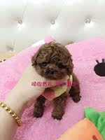 韩国纯种红色泰迪茶杯犬贵宾宠物狗狗幼犬活体出售_250x250.jpg