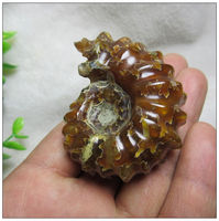 天然海螺化石摆件 羊角螺把玩件 玉化效果好 长约6厘米 特价卖B1_250x250.jpg