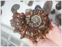 天然海螺化石摆件：羊角螺。颜色好玉化好 原汁原味 反季清仓_250x250.jpg