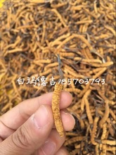 西藏拉萨直发，那曲冬虫夏草，1400条一斤